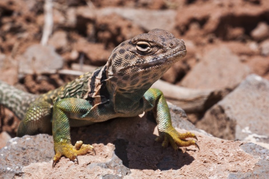 Phrynosoma platyrhinos