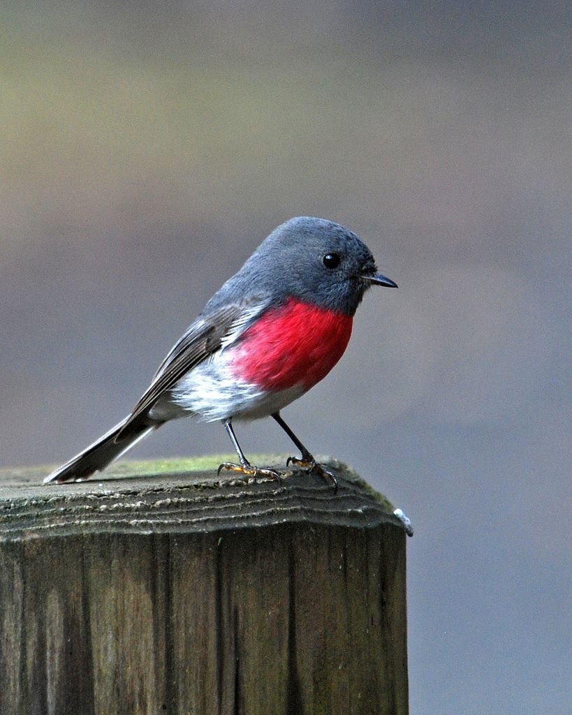 Огненный мухоед птица