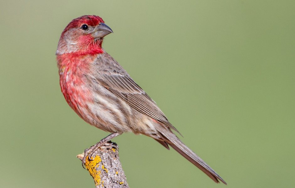 Свиристели на рябине