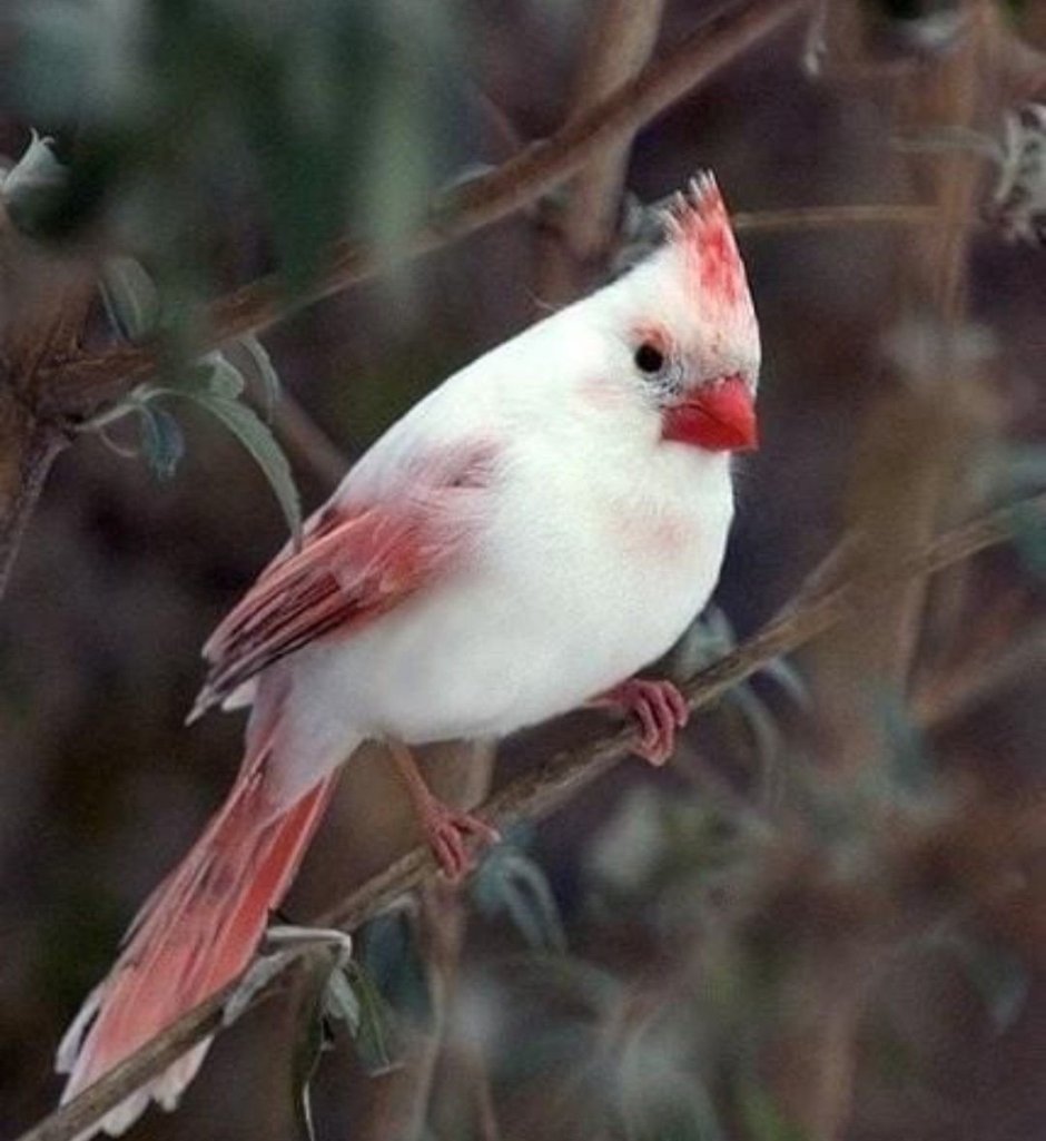 Pink-Browed Rosefinch