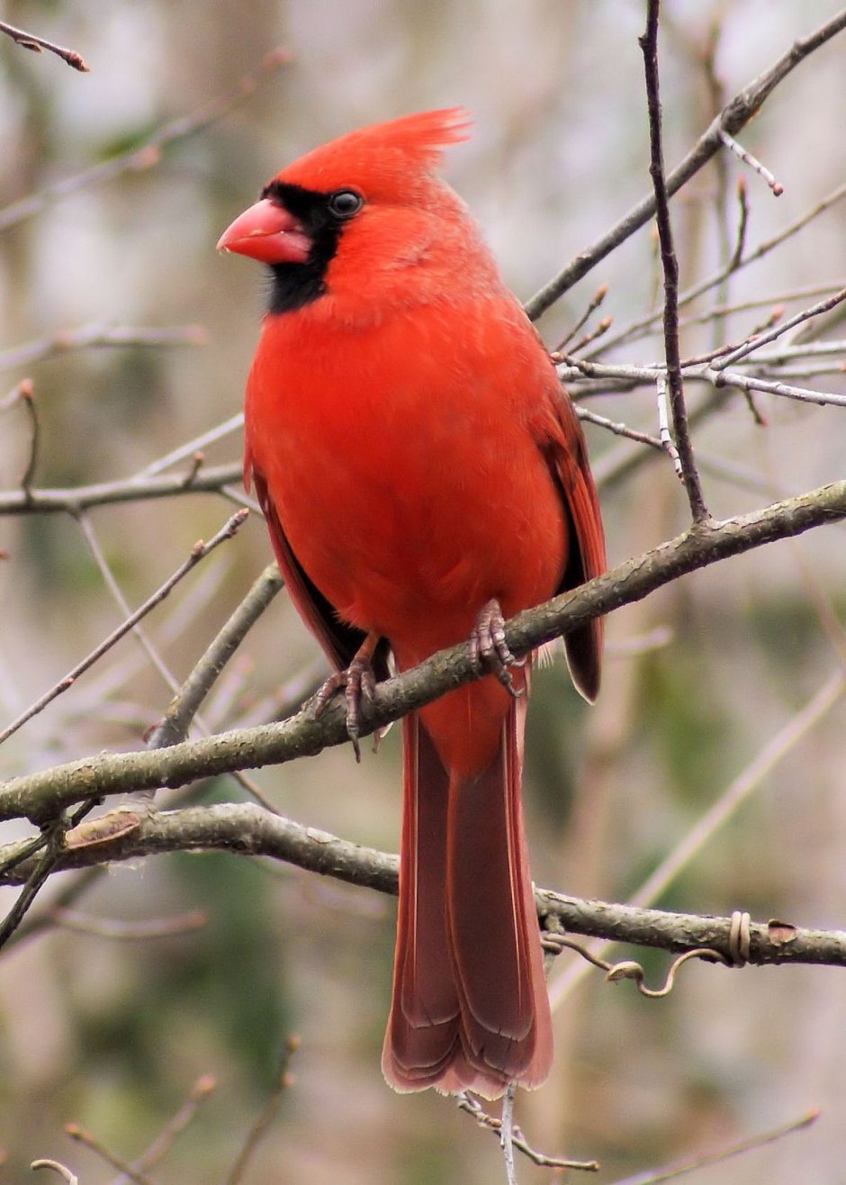 Красногрудая Малиновка Маргарет
