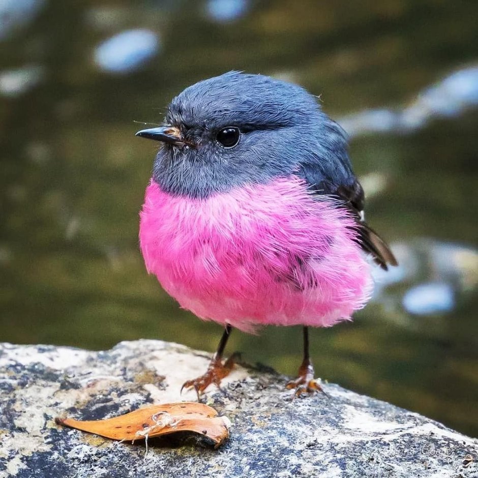 Вышитая брошь птичка