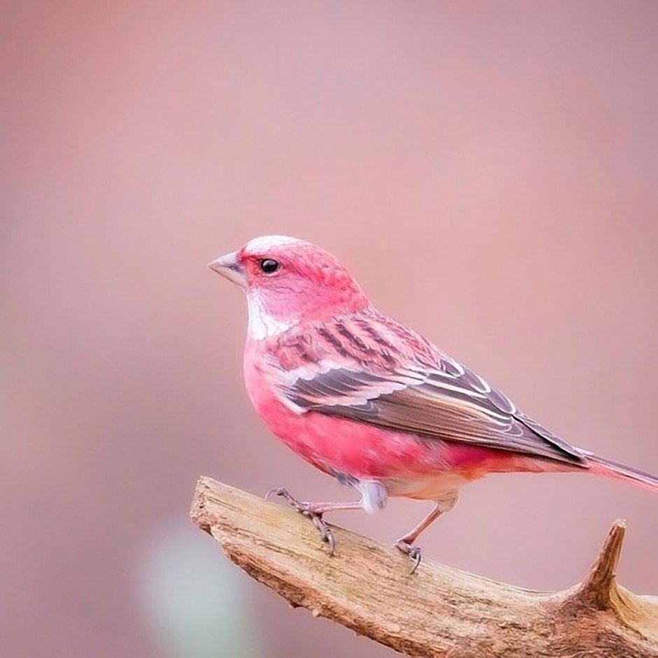 Petroica rodinogaster