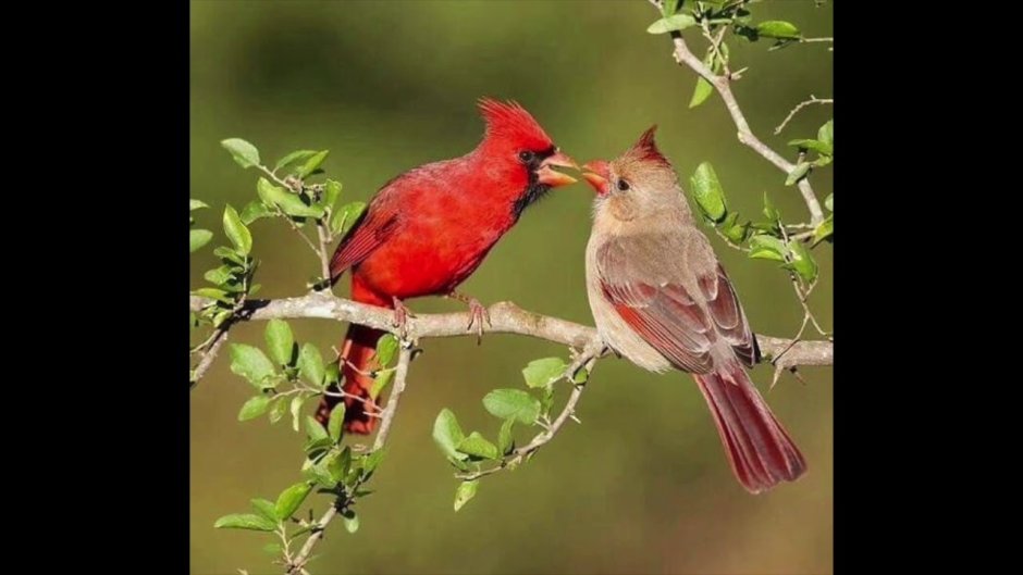 Виргинский Кардинал