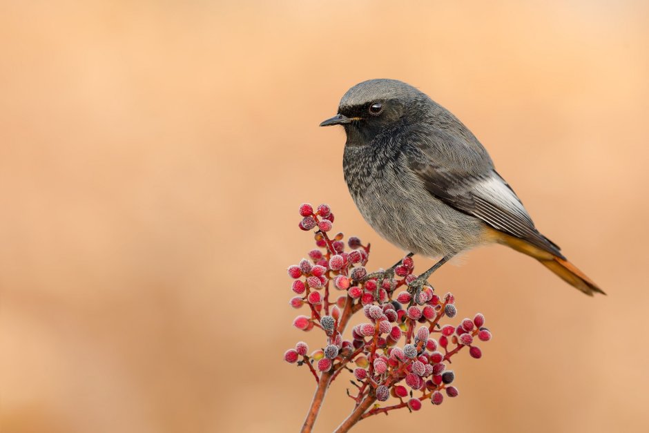 Красный Кардинал размах крыльев