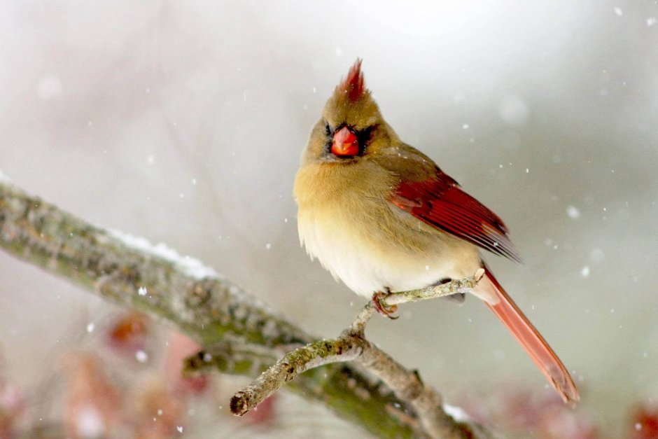 Сибирская чечевица птица
