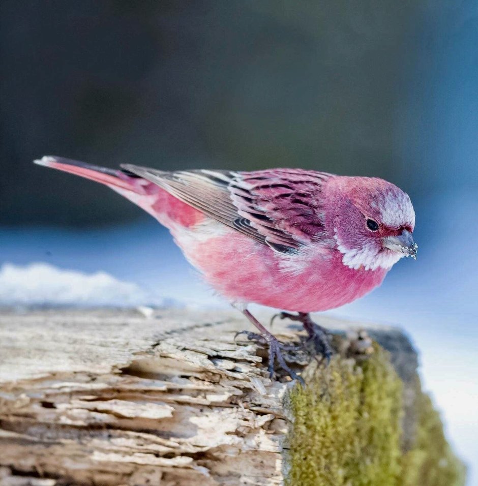 Снегирь Кардинал