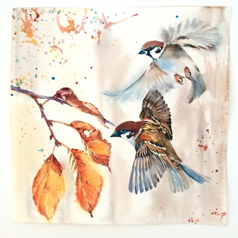 Голубой Зяблик