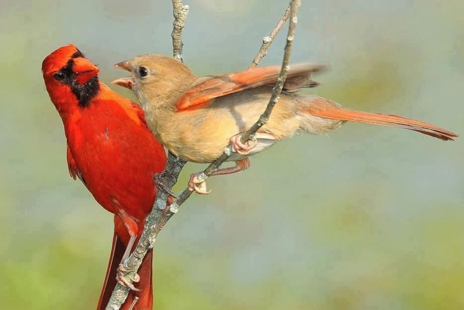 Птица Кардинал в полете