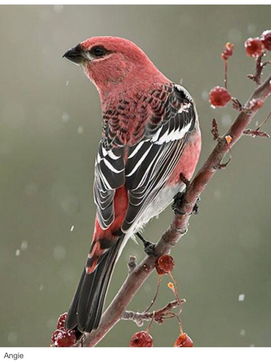 Красный Кардинал птица самка