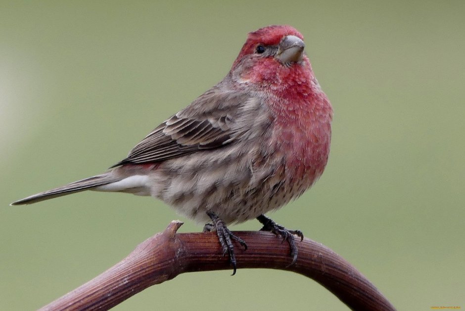 Птица на Красном фоне