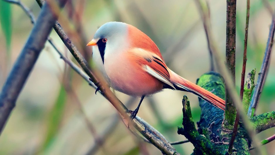 Птичка с красной грудкой Щур