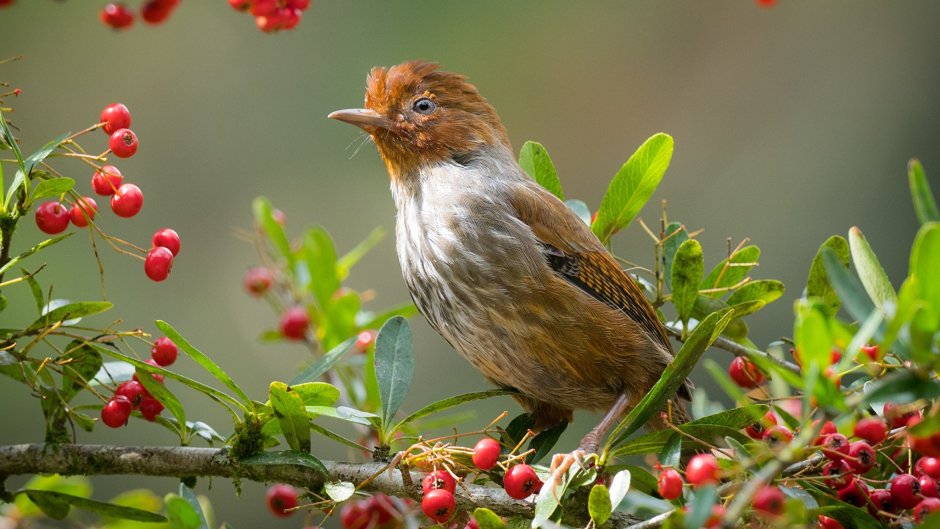 Красногрудый Воробей