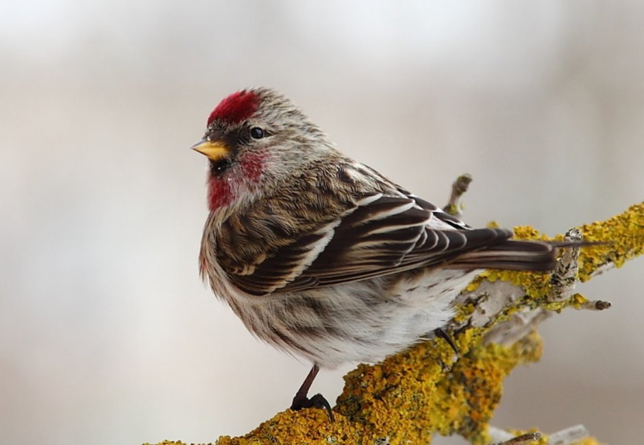 Синешейка птица