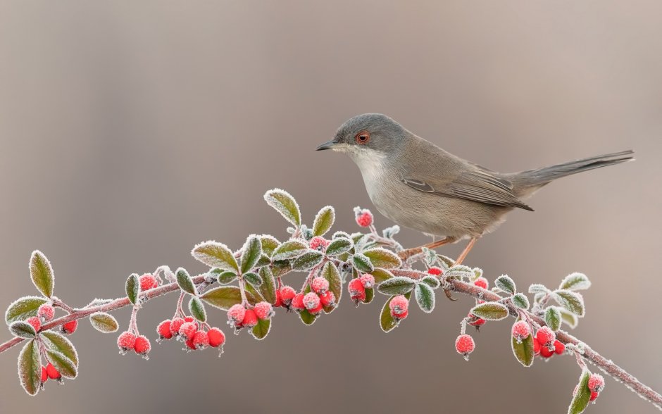 Воробей Графика