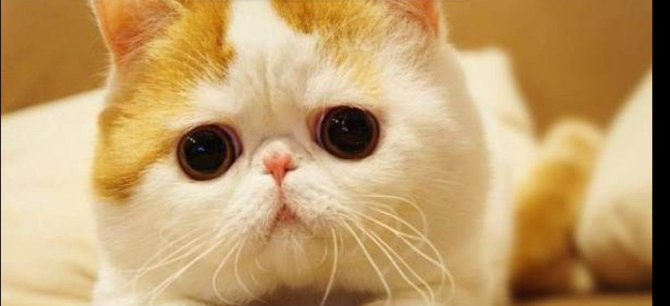 Няшный котик