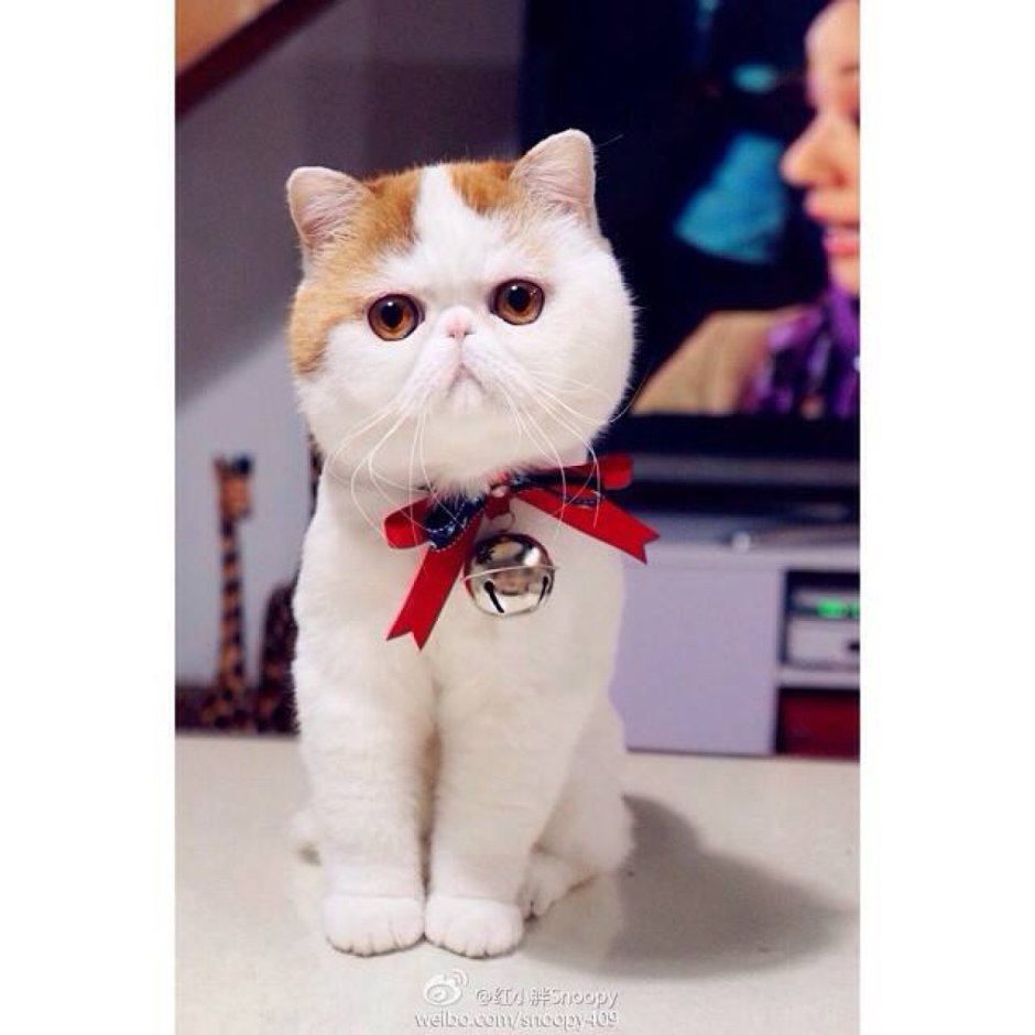 Экзот Снупи