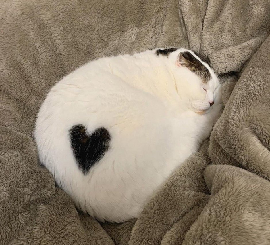 Экзотическая короткошерстная кошка красный табби Ван