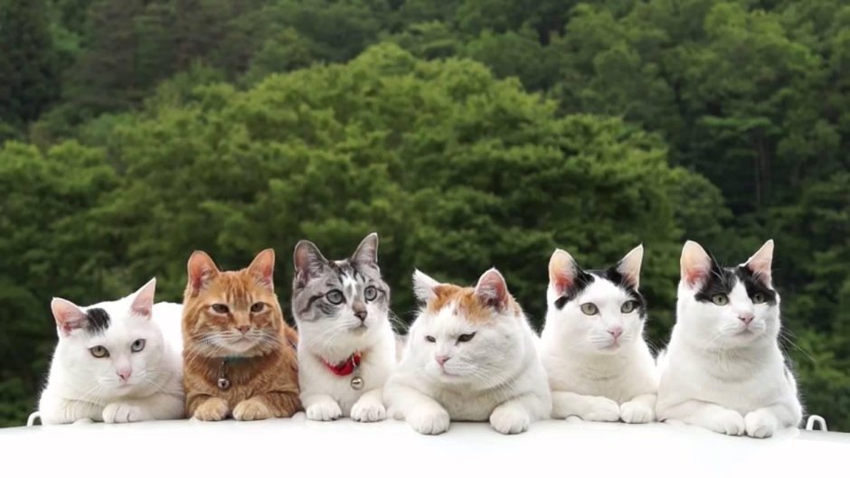 Китайский кот