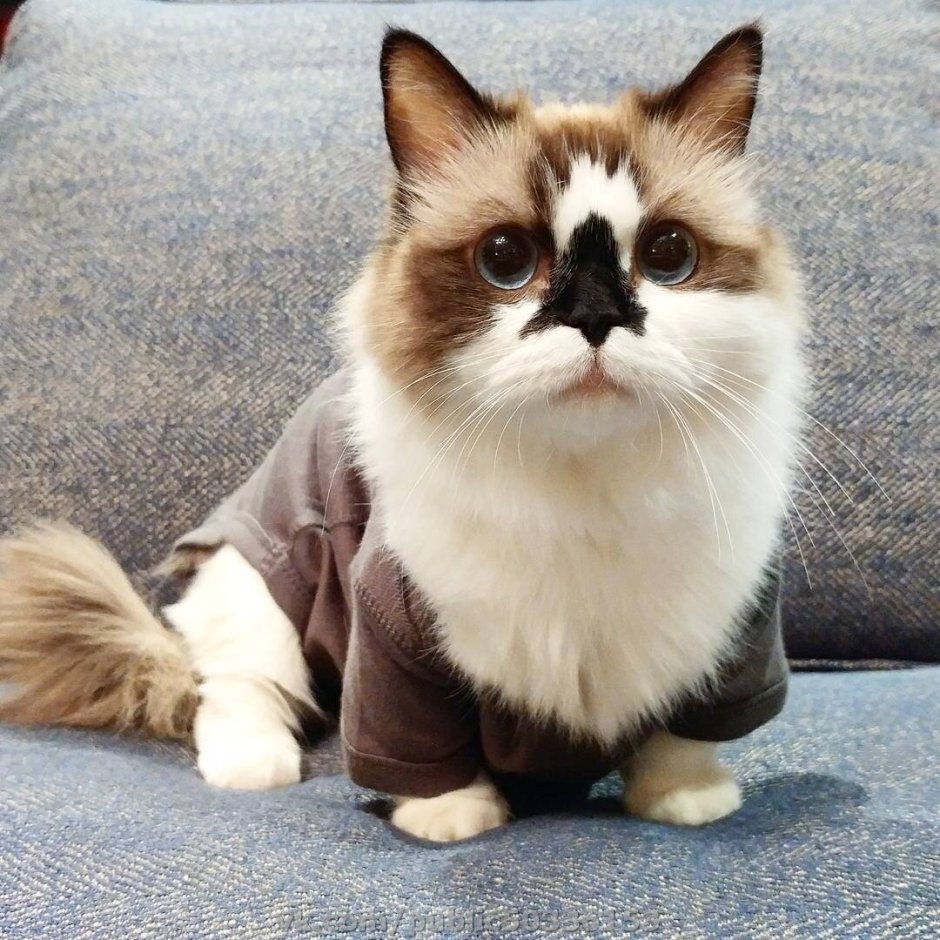 Кошка Снупи маленький