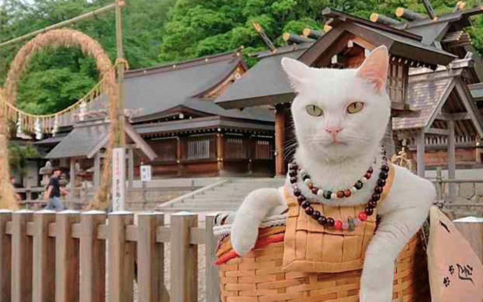 Японская порода кошек Снупи