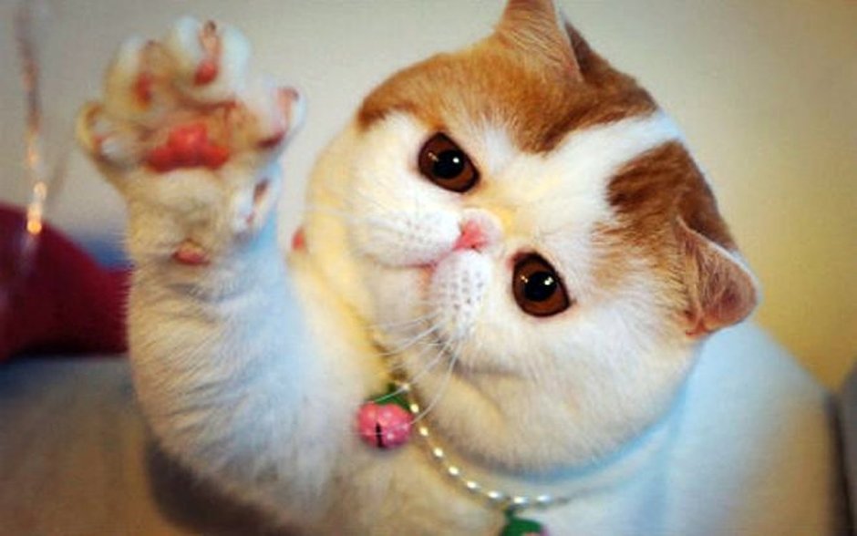 Самый милый котик в мире
