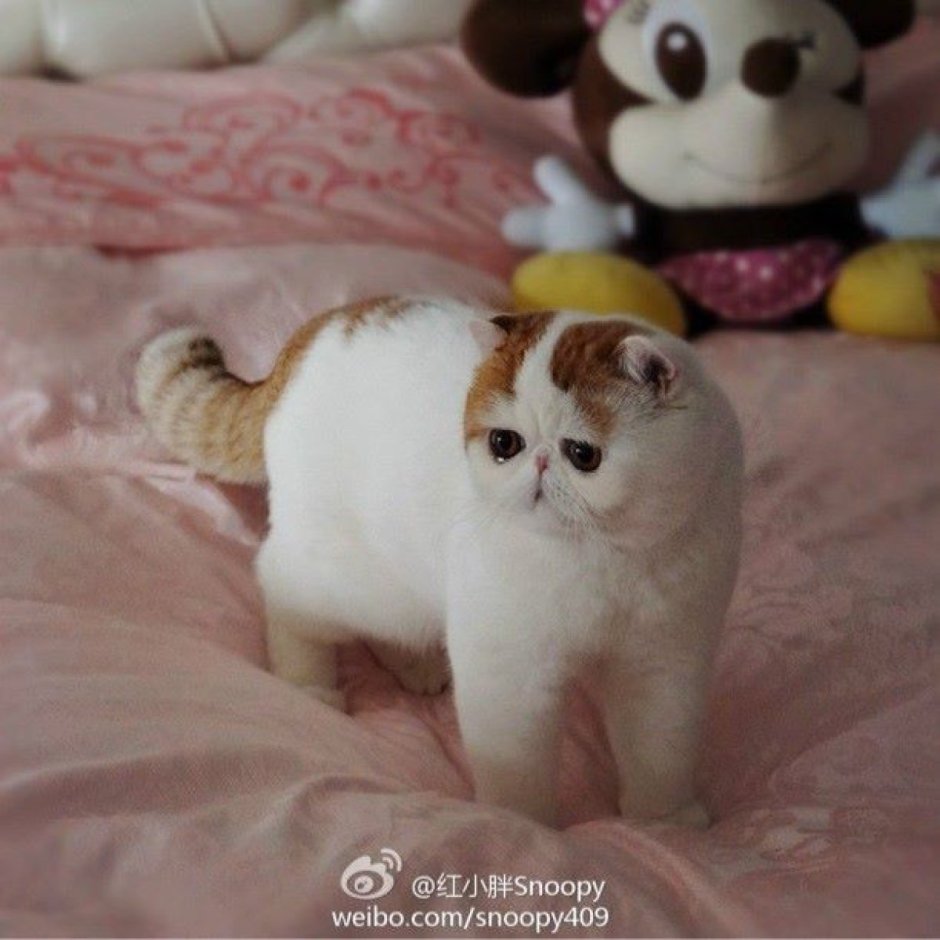 Японский бобтейл