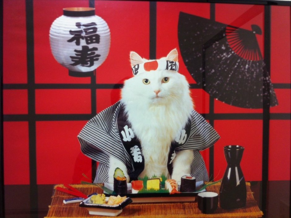 Экзотическая короткошерстная Снупи