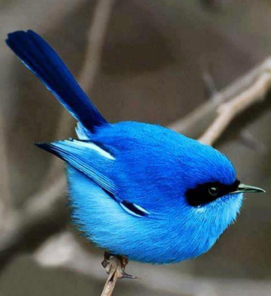 Птичка Сойка голубая