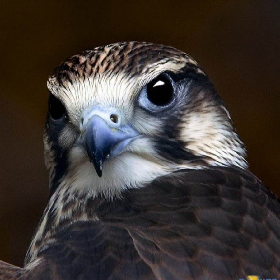 Балийский скворец