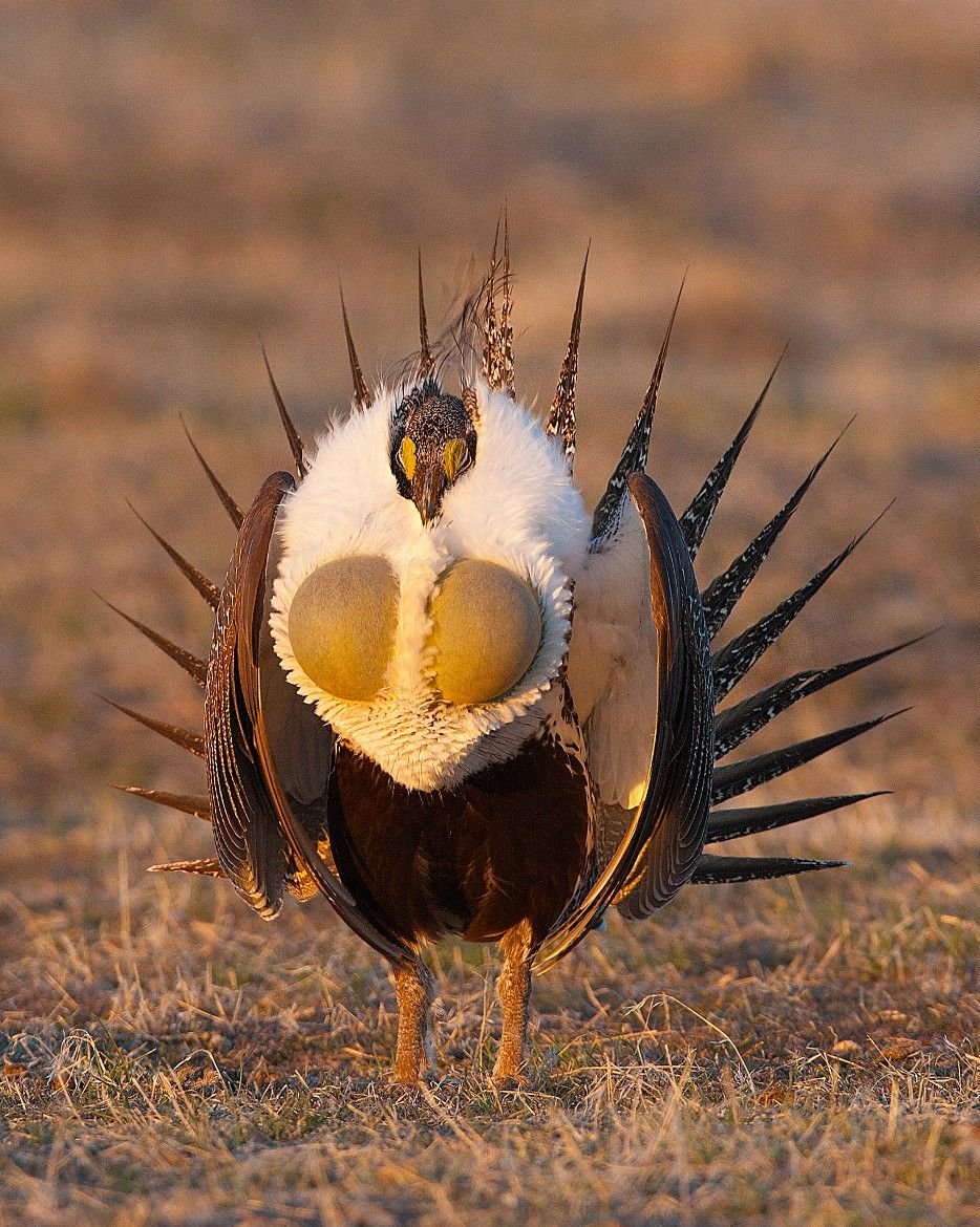 Птица шалфейный тетерев