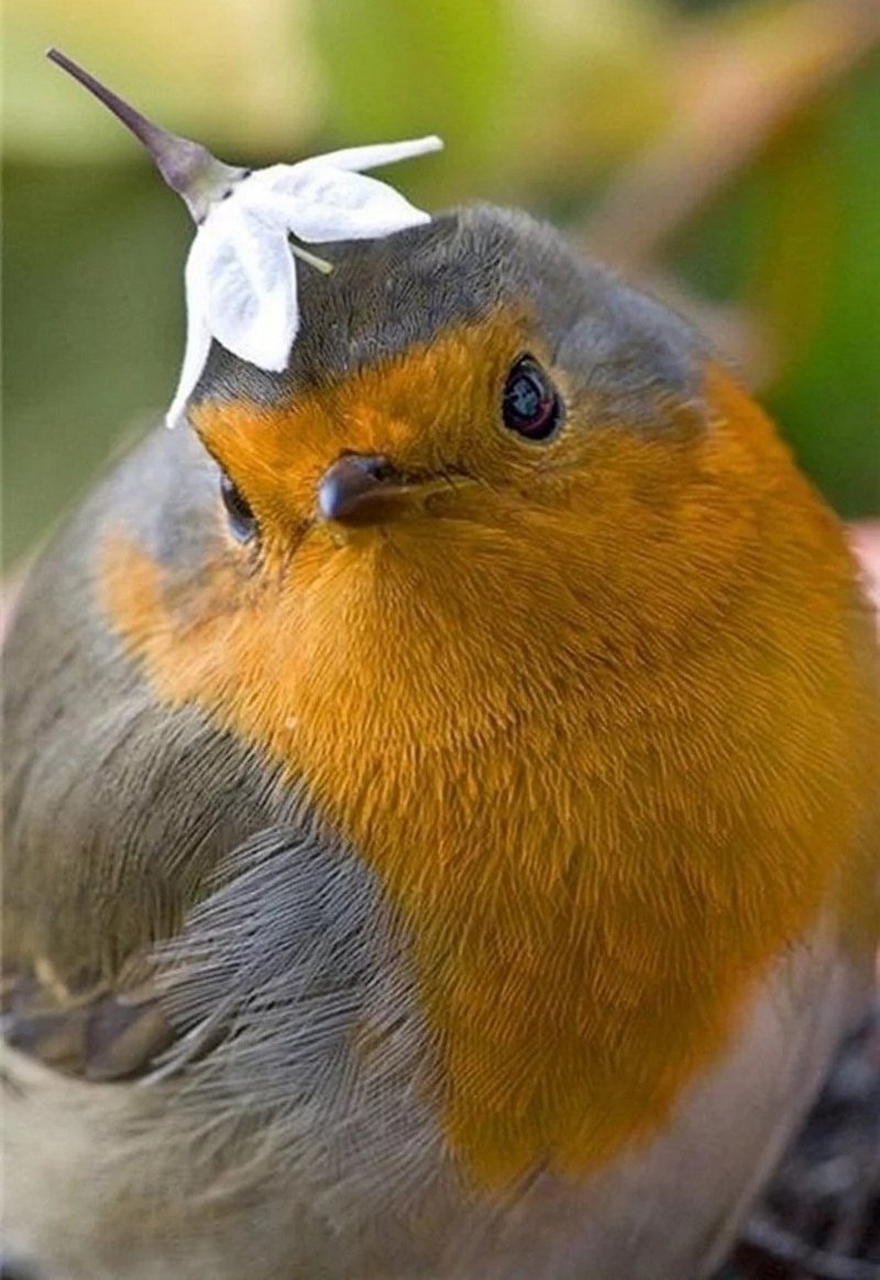 Цапля китоглав птенец