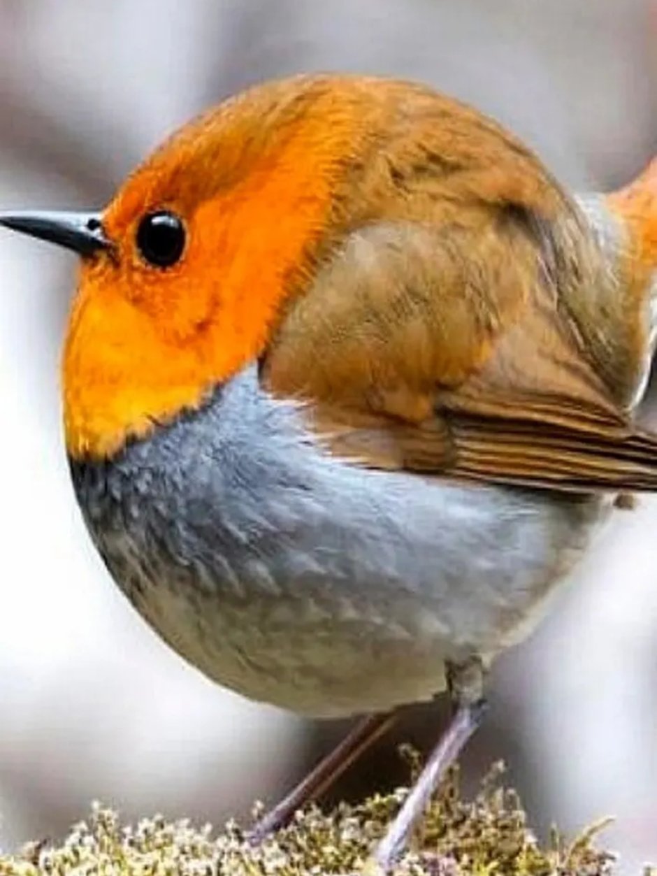 • Птица Зарянка/Малиновка Англия