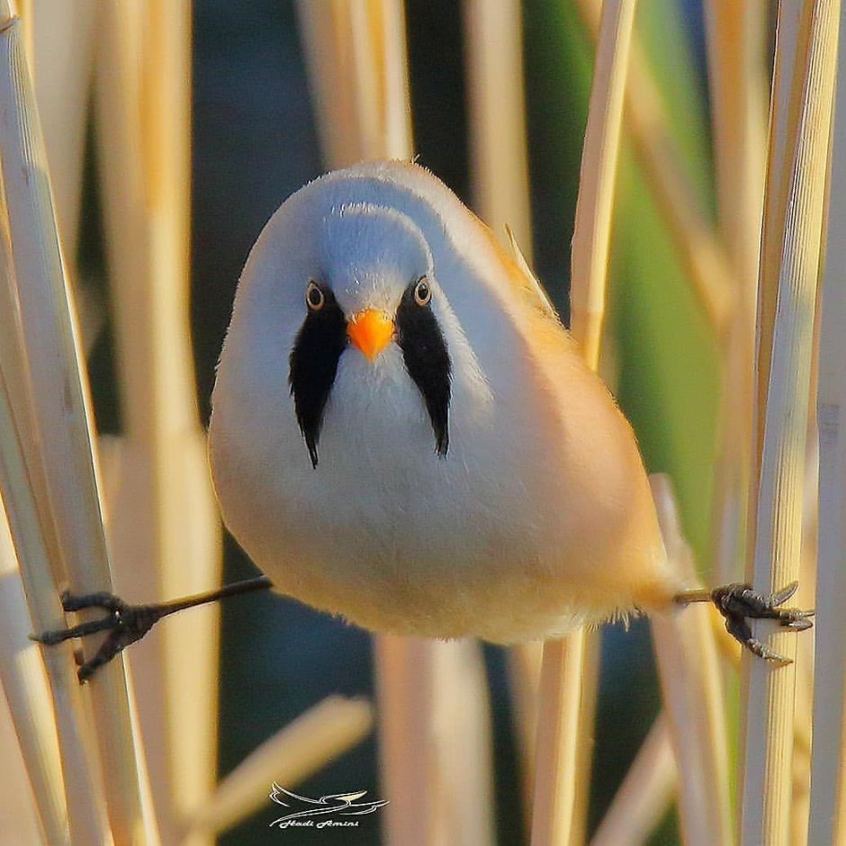 Усатая синица