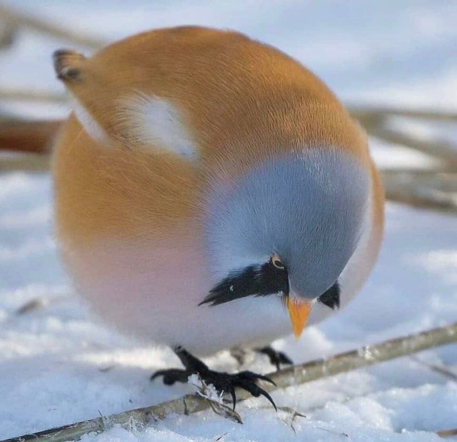 Усатая синица синица