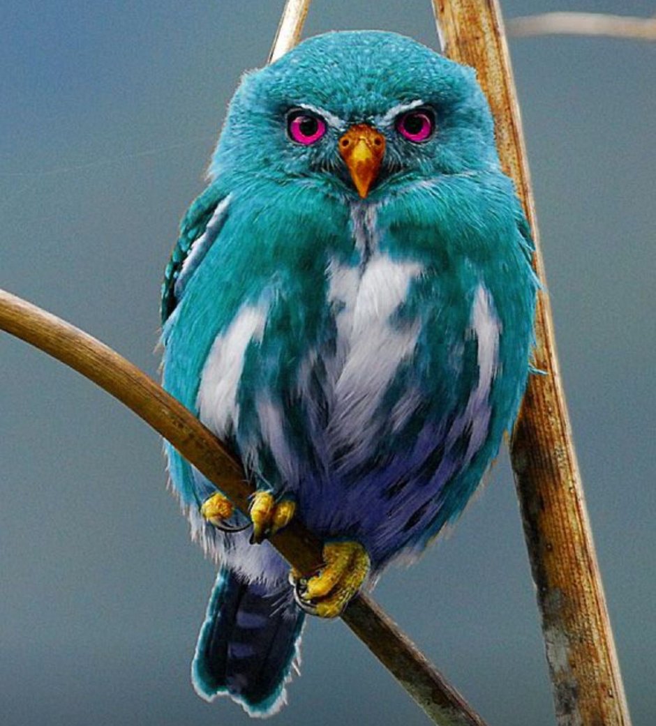 Голубая Сова