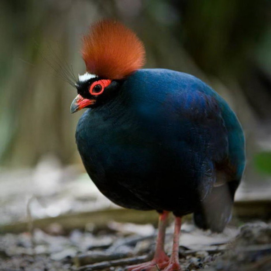 Венценосная куропатка