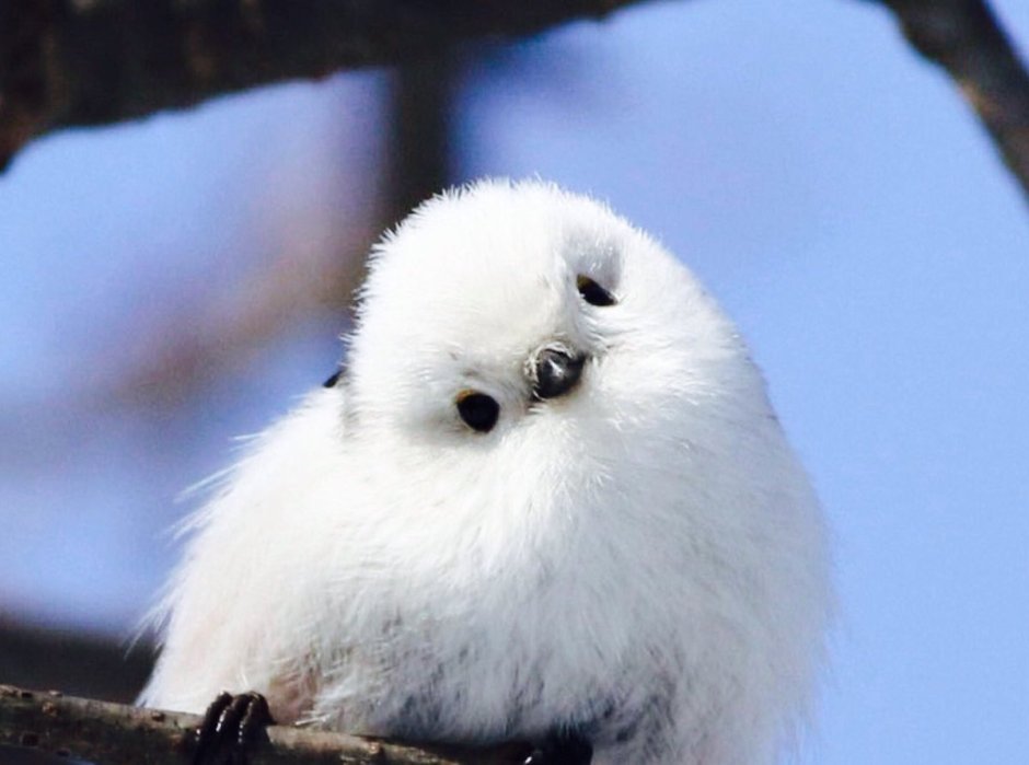 Шима энага птичка