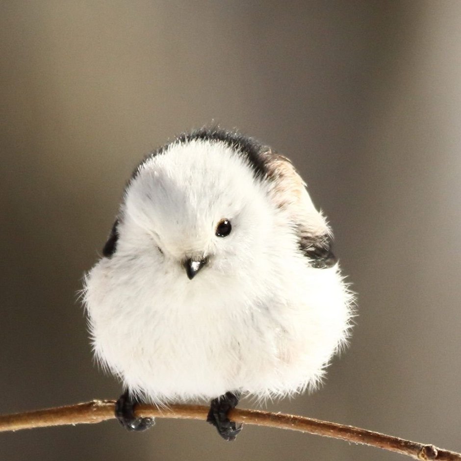 Шима-энага японская синица