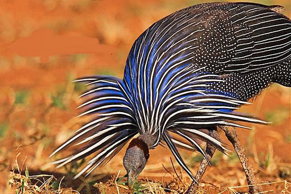 Vulturine Guineafowl