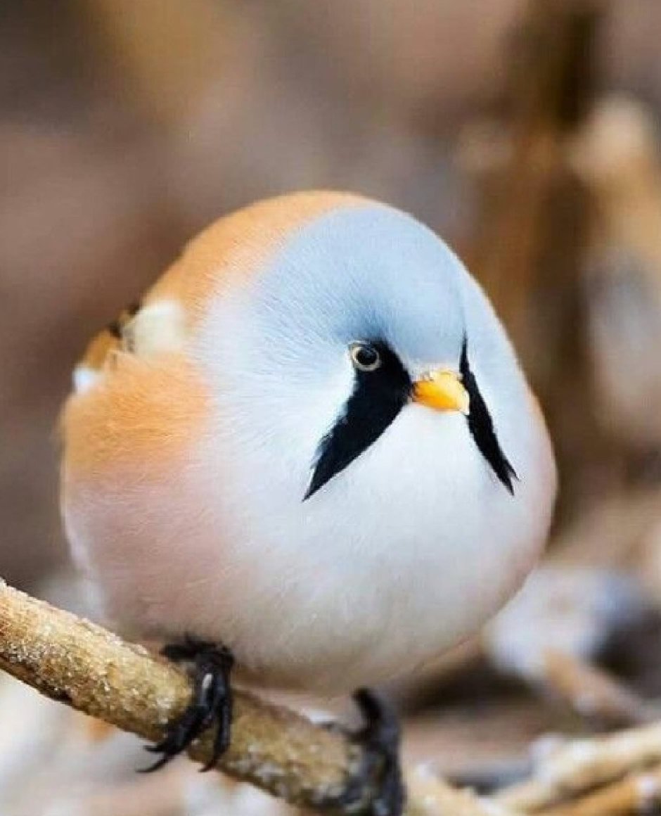 Самые милые птички