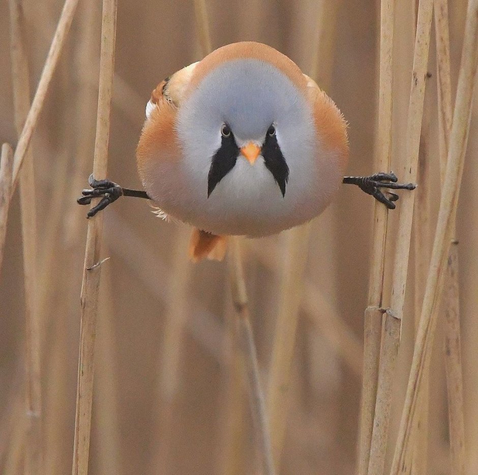 Усатая синица гнездо