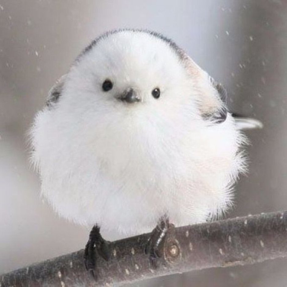 Усатая синица птенец