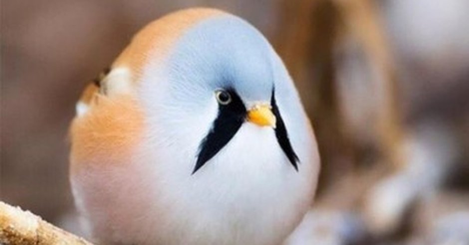 Толстые птицы