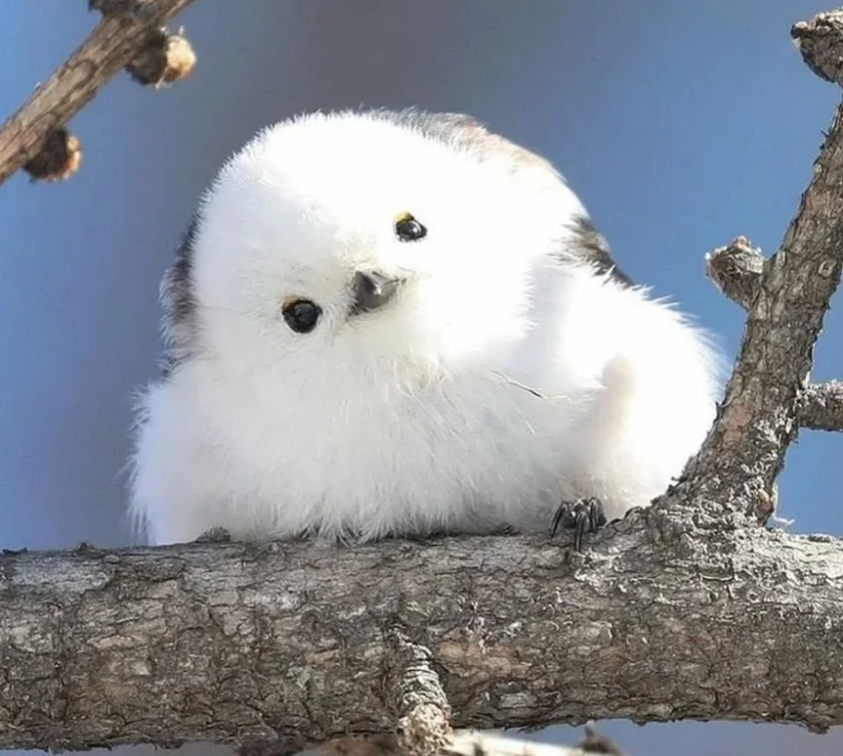 Шима энага птичка