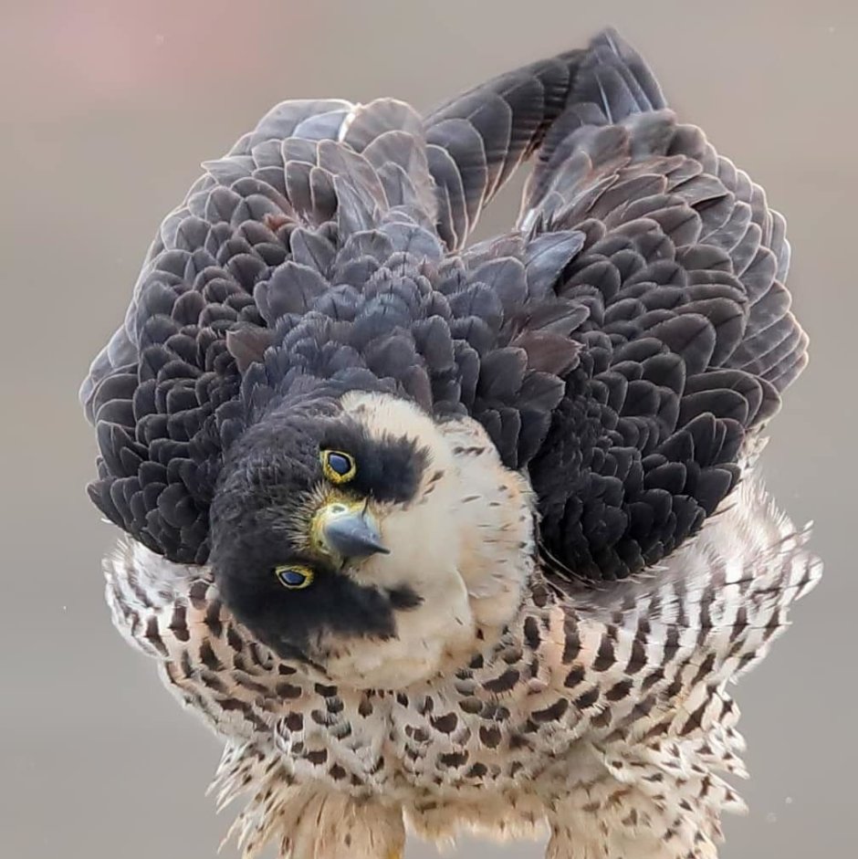 Самые милые птички в мире