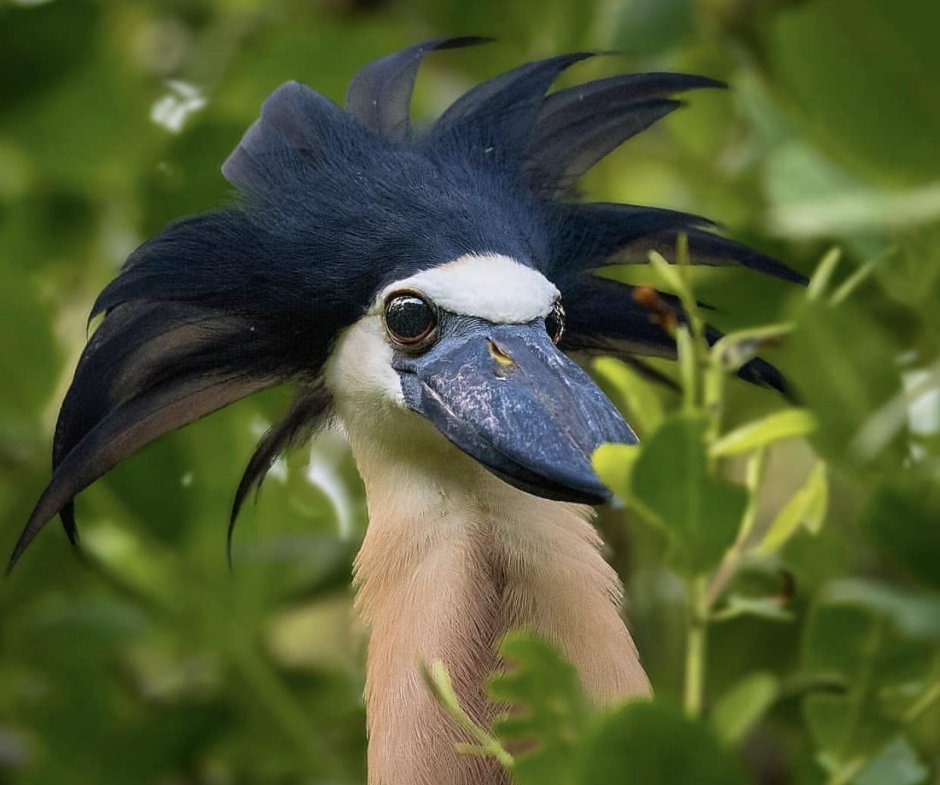 Императорский Павлин