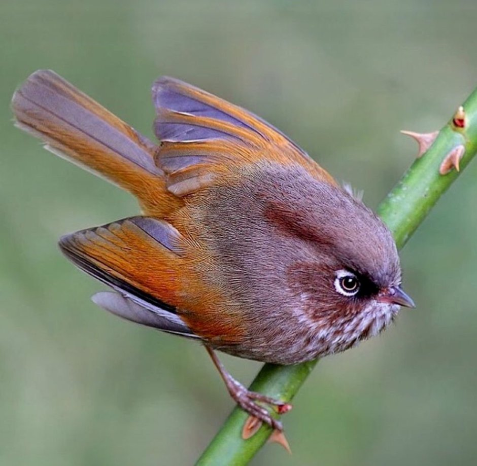 Сероголовая альциппа