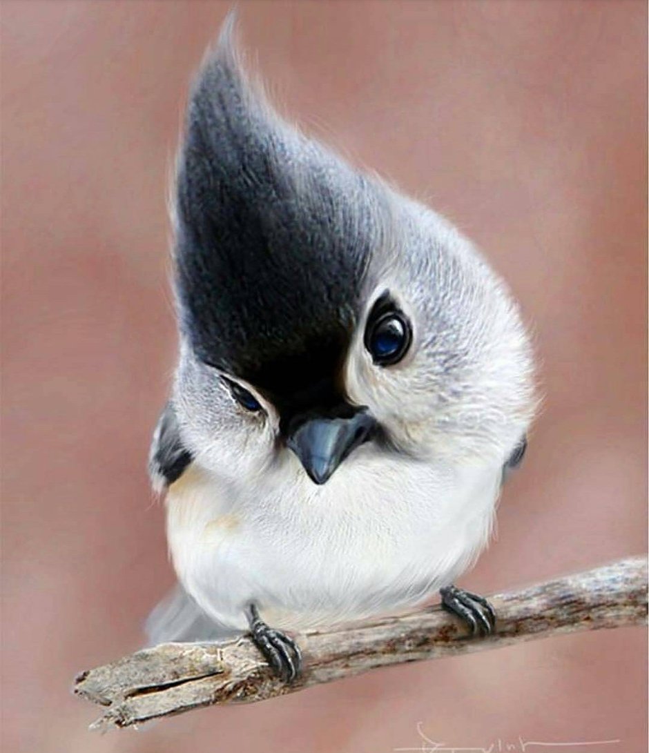 Фазан Аргус