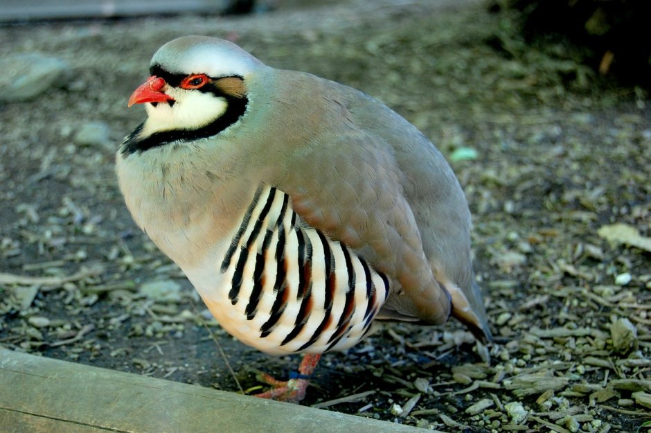 Милые птицы